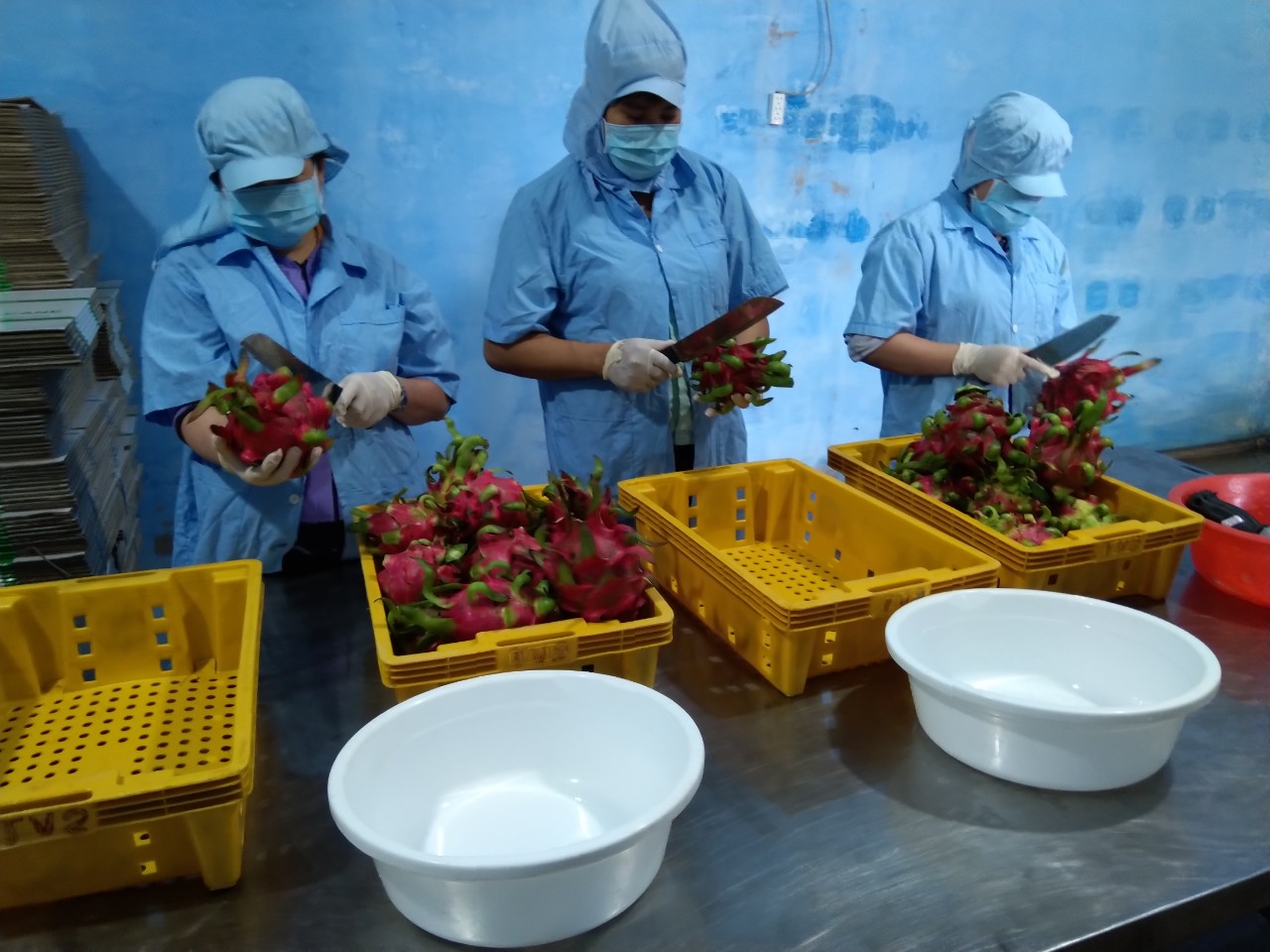 producing frozen dragon fruit
