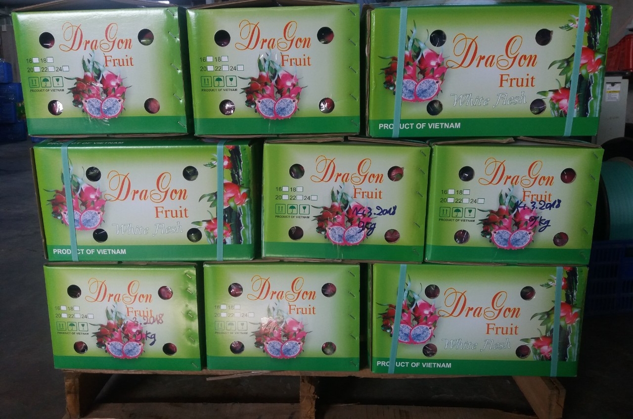Fresh pitaya exporter in Vietnam