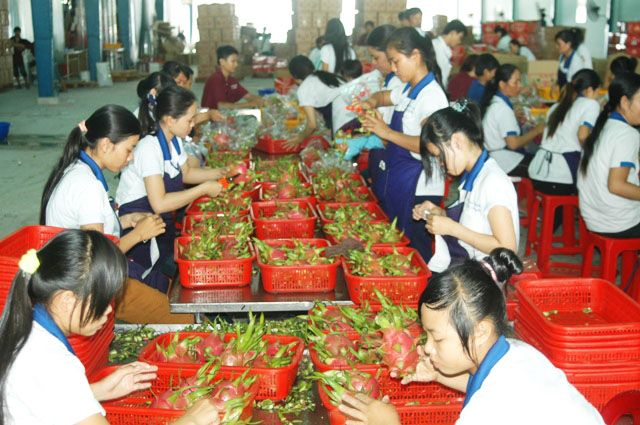 fresh pitaya exporter in Vietnam