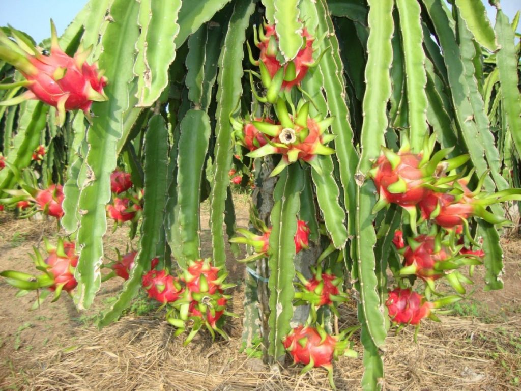 dragon fruit tree
