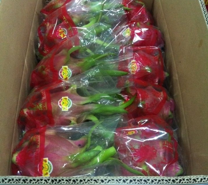 Fresh dragon fruit supplier in vietnam