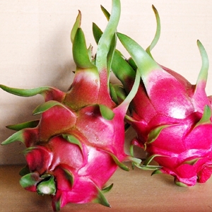 dragon fruit supplier in vietnam
